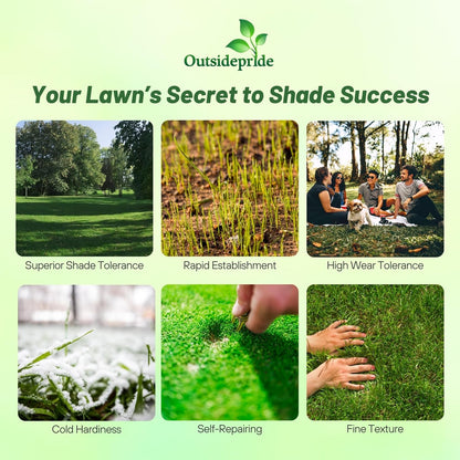 Outsidepride 1 Lb Supranova Shade Grass Mix of POA Supina & Rough Bluegrass - Shade Tolerant Grass