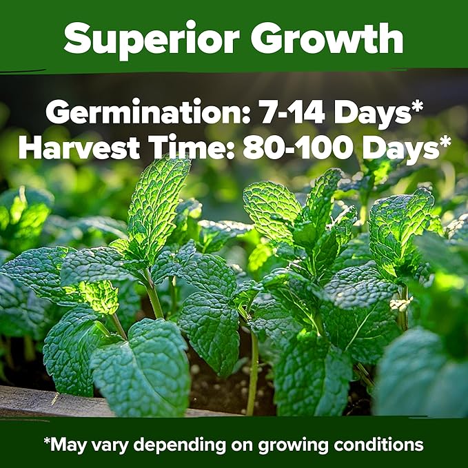 HOME GROWN 𝗨𝗦𝗔 𝗣𝗥𝗘𝗠𝗜𝗨𝗠 Peppermint Seeds Pack – 2,370 𝗡𝗢𝗡-𝗚𝗠𝗢 Heirloom Mint Seeds
