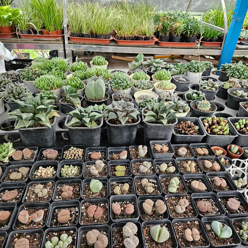 80 Pcs Nursery Pots 4 Inch, Plastic Seed Starting Pot with Drainage Holes, Sturdy Seedling pots for