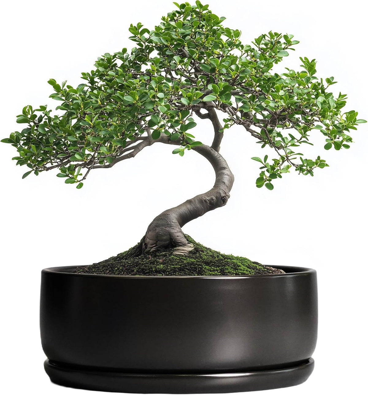 SQOWL Bonsai Pots - 8 Inch Ceramic Plant Pots for Succulents, Round Indoor Planter with Drainage