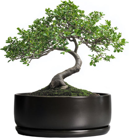SQOWL Bonsai Pots - 8 Inch Ceramic Plant Pots for Succulents, Round Indoor Planter with Drainage