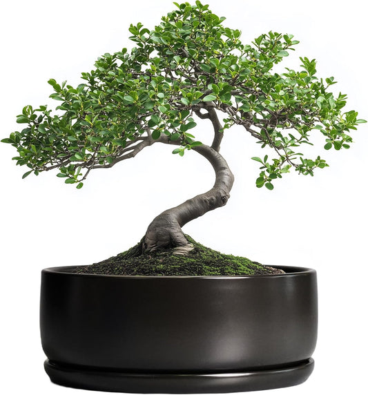 SQOWL Bonsai Pots - 8 Inch Ceramic Plant Pots for Succulents, Round Indoor Planter with Drainage
