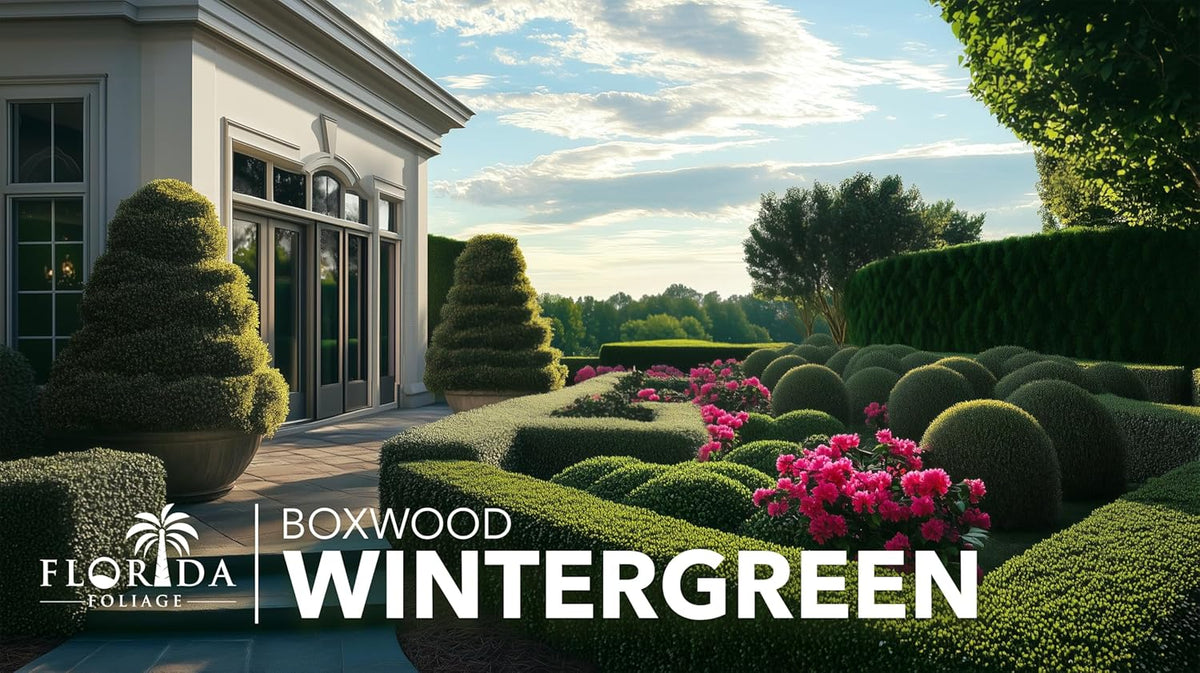 Wintergreen Boxwood | 1 Extra Large 3 Gallon Plant | Buxus Microphylla | Evergreen Shrub, Dense