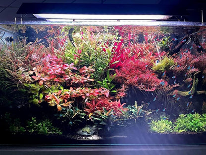 SubstrateSource Live Aquarium Red Stem Plants - Freshwater Aquatic Plant for Fish Tanks