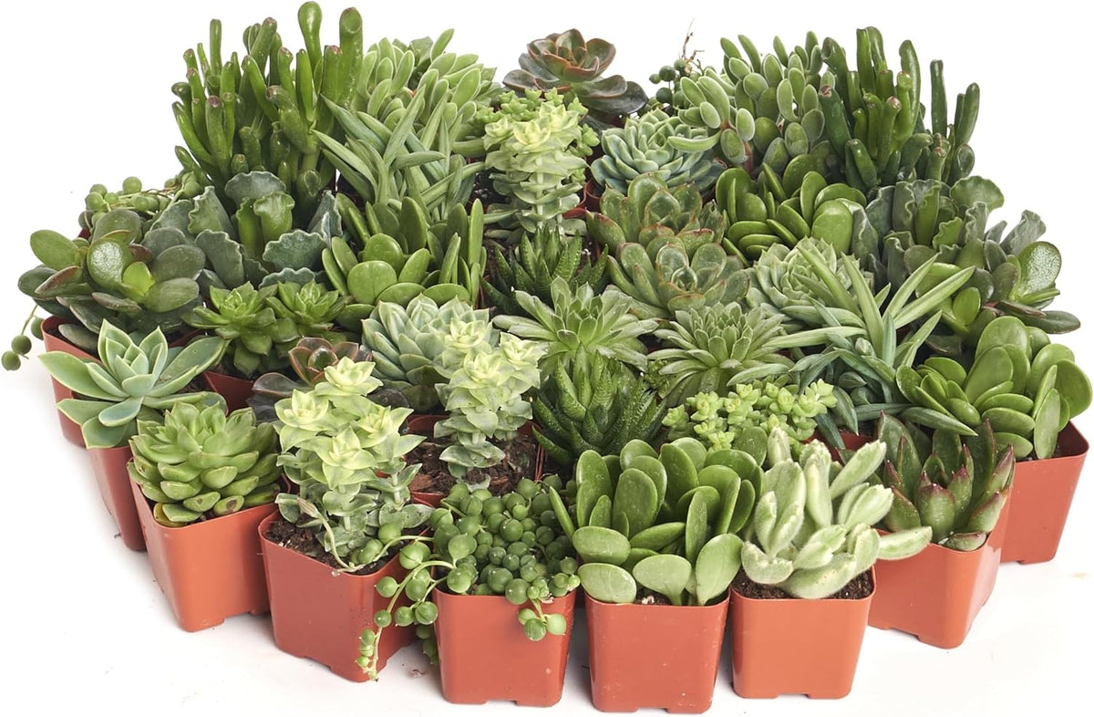 Shop Succulents Verde Succulent Plant Pack Bulk Collection - Live Mini Succulent Plants, Low
