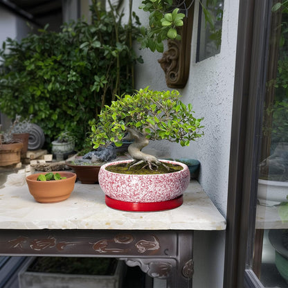 Succulent Pots - 8 Inch Bonsai Pots for Indoor Outdoor, Shallow Ceramic Planter with Drainage Hole