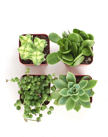 Shop Succulents | Verde Collection | Assortment of Hand Selected, Fully Rooted Live Indoor Green