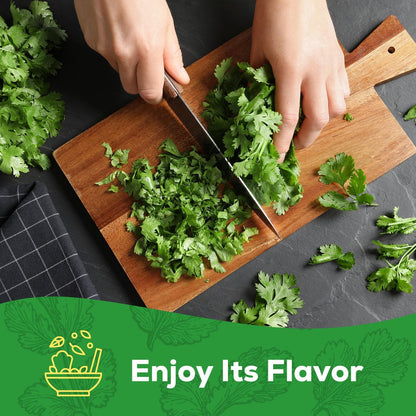 Cilantro Seeds 1 Pack