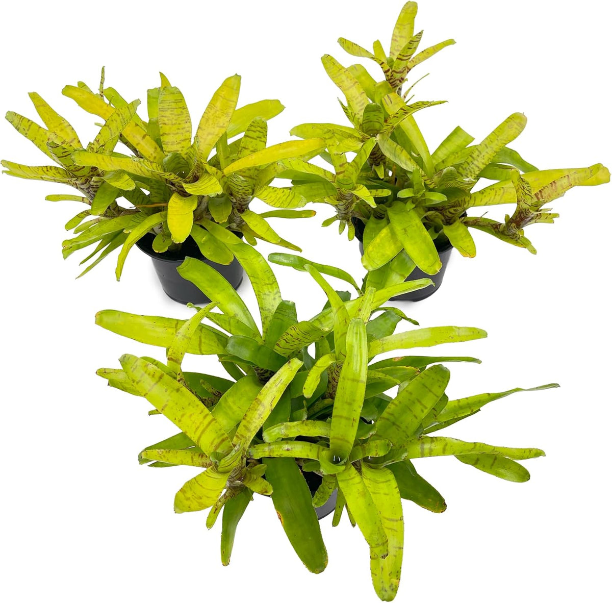 ragnaroc Live Plants – Bromeliad Neoregelia Tigrina, 8-12" in 6" Pot - 1ct - Live Arrival