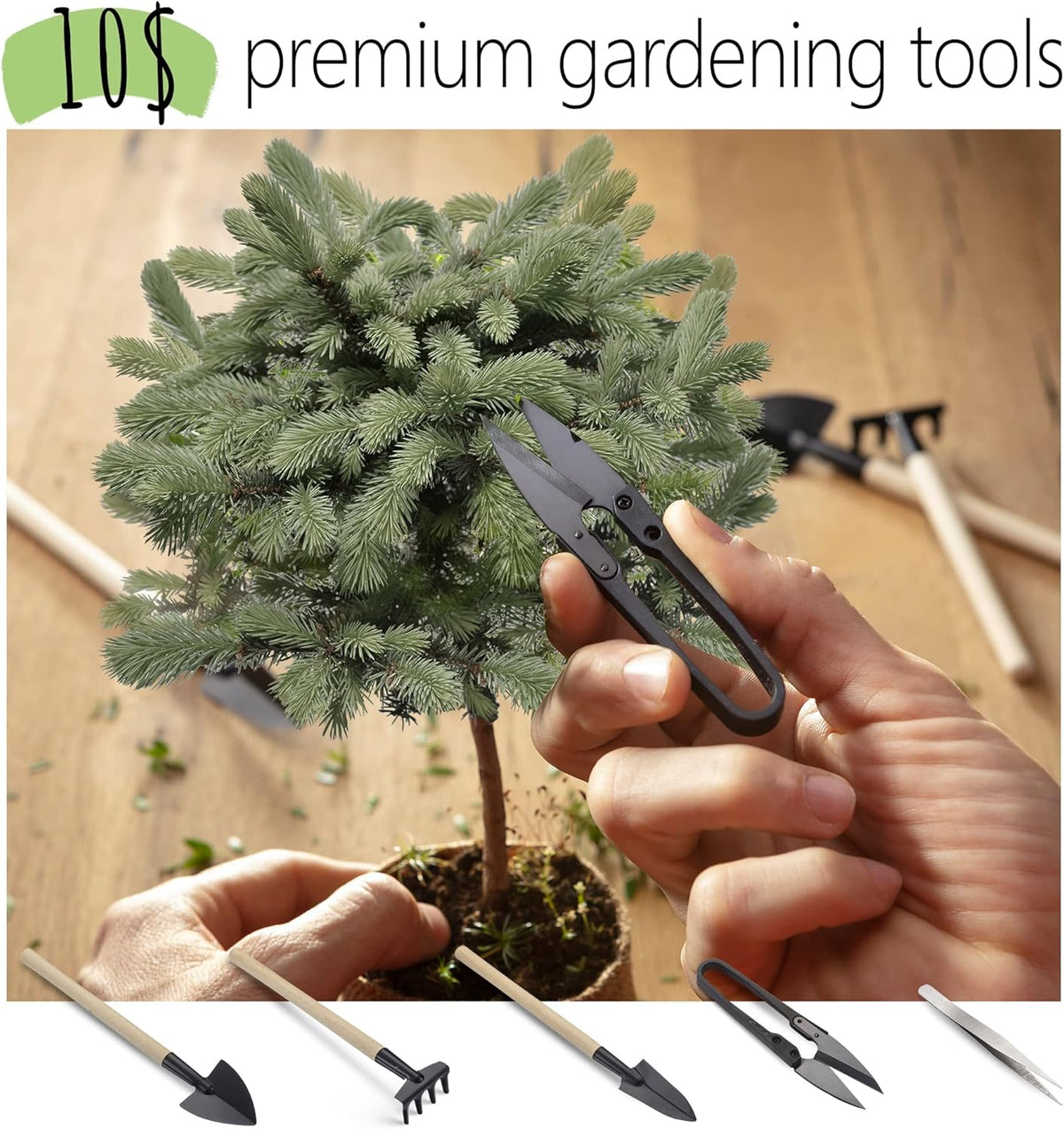 Bonsai Starter Kit – Growing Jacaranda Bonzai Tree from Seeds | Complete Indoor Tree Kit for