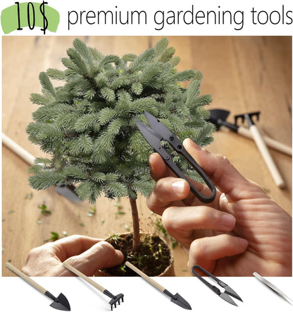 Bonsai Starter Kit – Growing Jacaranda Bonzai Tree from Seeds | Complete Indoor Tree Kit for
