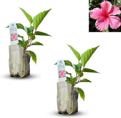 Pink Hibiscus. rosa-sinensis. Live Plant - Tropical Blooming Hibiscus, Pretty Flowers, Used in Tea