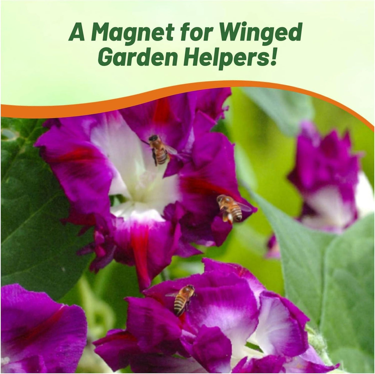 Outsidepride Sunrise Serenade Morning Glory Seeds - 50 Pcs. Annual, Climbing & Vining Flower Seeds