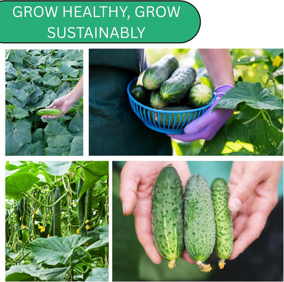 Woods Creek Seeds: Straight Eight Cucumber Seed for Planting - Over 90 Heirloom Seed Pack - Non-GMO