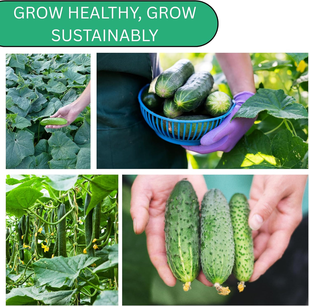 Woods Creek Seeds: National Pickling Cucumber Seeds for Planting - Over 90 Heirloom Cucumber Seed