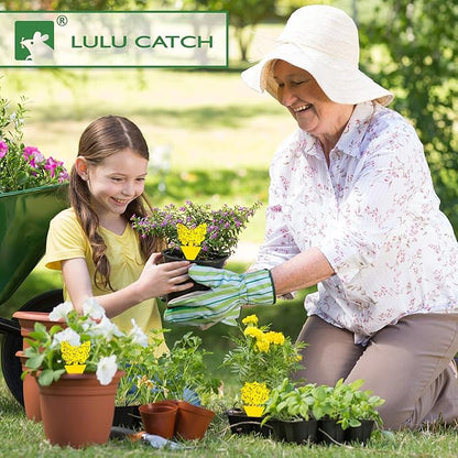 LULUCATCH Fruit Fly Sticky Trap 36 Pack, Safe Gnat Traps for Fruits, Plants, Super Sticky Fly Trap