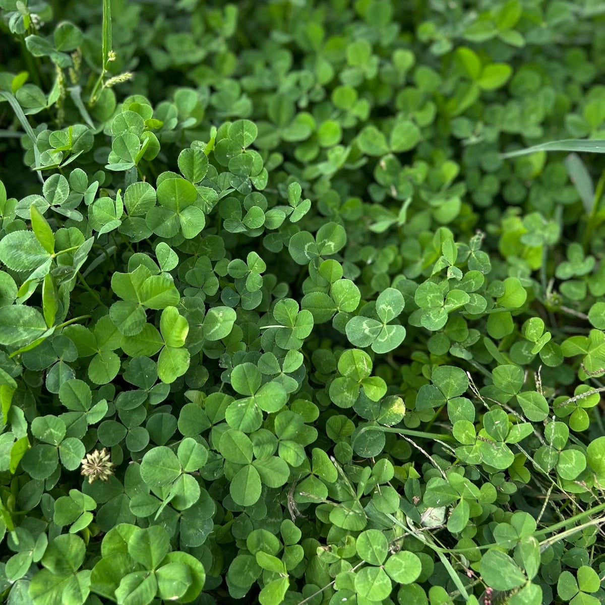 Micro Clover Seed for Lawn - 1 Lb - ~400,000 Microclover Seeds for Planting - Drought-Tolerant Mini