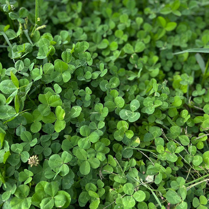Micro Clover Seed for Lawn - 4 Oz - ~100,000 Microclover Seeds for Planting - Drought-Tolerant Mini