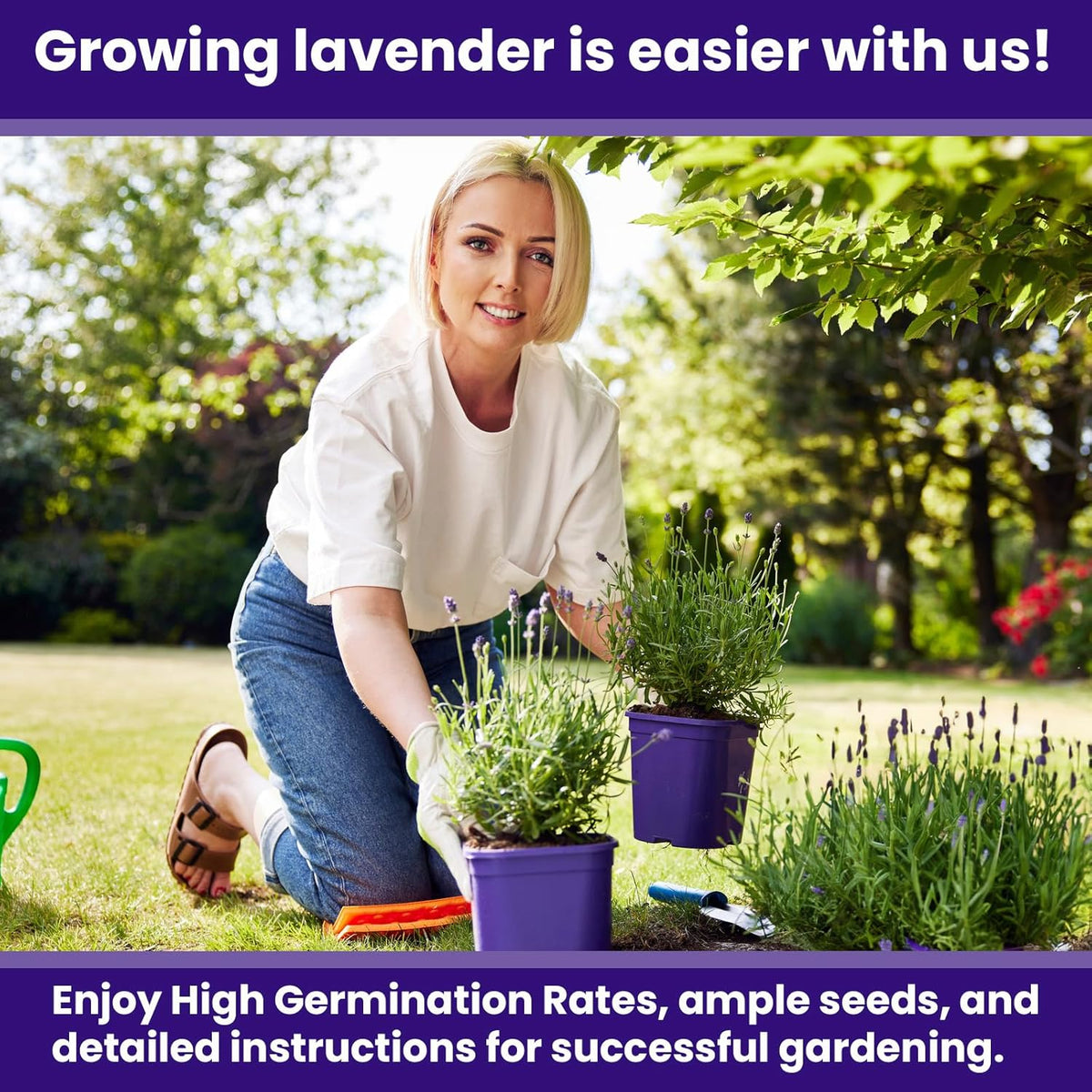 NatureZ Edge 7500 English Lavender Seeds for Planting Outdoors or Indoors, 90% Germination, to Give