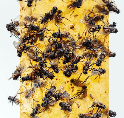Gideal 2-Pack Yellow Sticky Fly Traps Pest Control for Indoor/Outdoor Use, Gnat Trap for Flying
