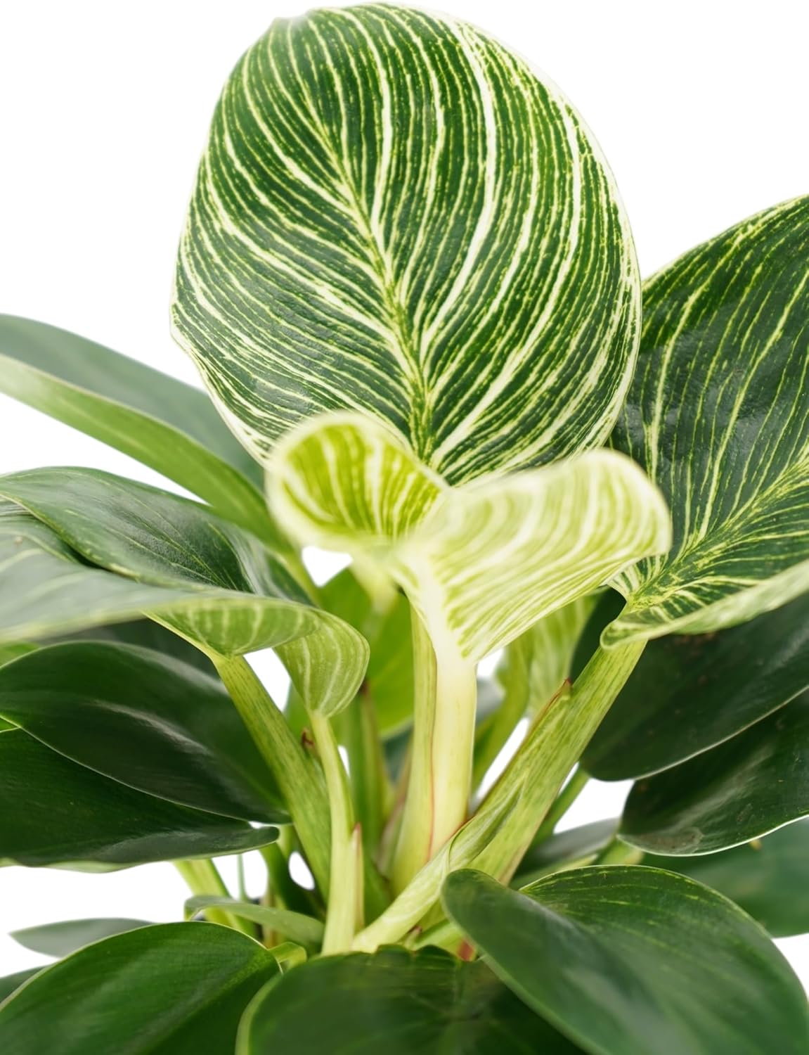 Philodendron Birken Live Plant | Indoor House Plant for Home Decor, Room Decor, Office Decor | Air