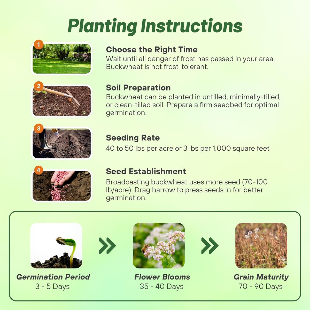 Outsidepride Buckwheat Seeds - 1oz Annual, Fast-Growing, Easy to Grow Buckwheat Cover Crop Seeds