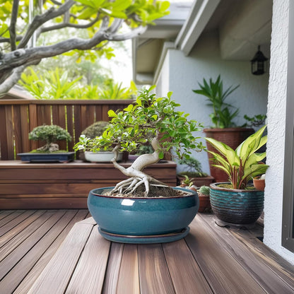 SQOWL Bonsai Tree Pots - 12 Inch Ceramic Succulent Pots, Large Shallow Planter with Drainage Hole
