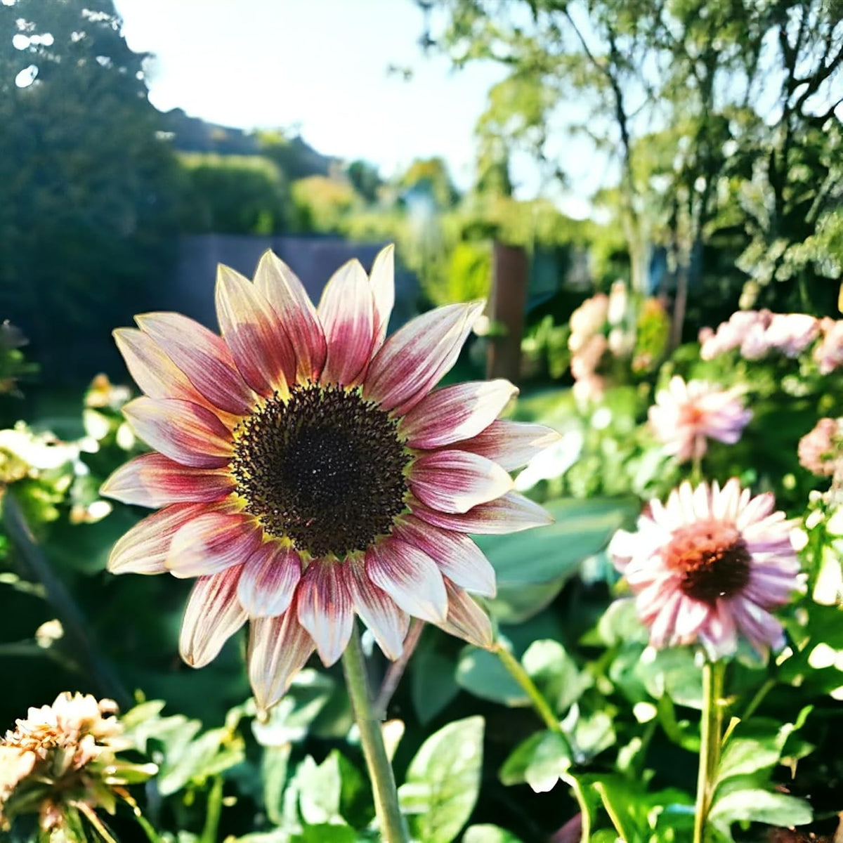 50pcs Rare Strawberry Pink Sunflower Seeds - Non-GMO Heirloom, Easy Grow Instructions Included