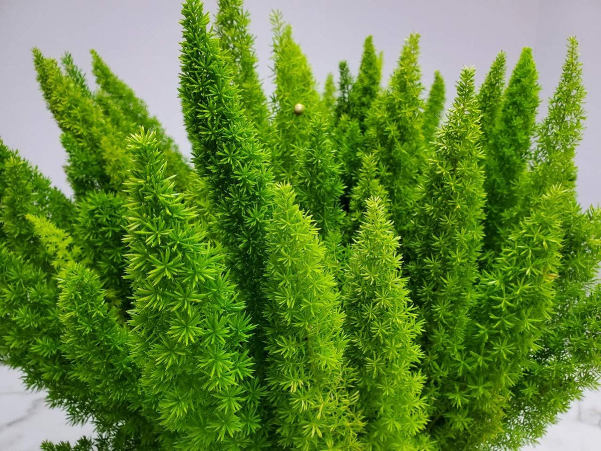 Foxtail Fern Plant - Live Asparagus Fern - 3 Gallon Pot - Overall Height 20" to 24" - Tropical