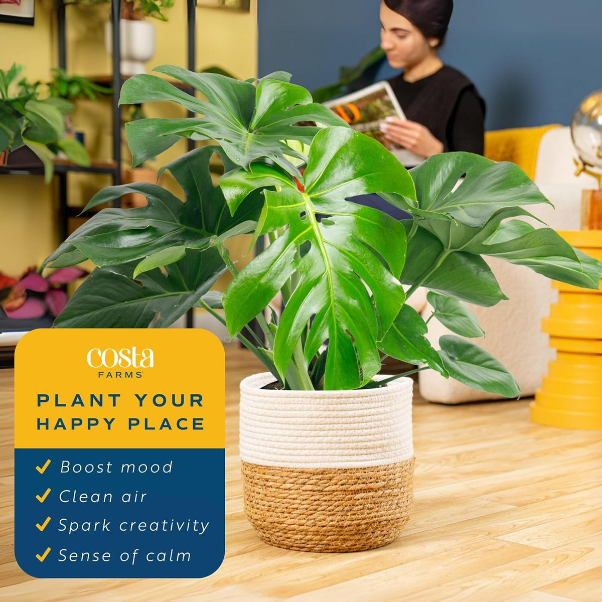Costa Farms Monstera, Swiss Cheese Live Plant in Decorative Pot, Large Indoor Houseplant, Perfect