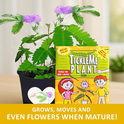 TickleMe Plant Seeds for Indoor Planting (2-Pack) – Interactive Party Favor | Leaves Close When