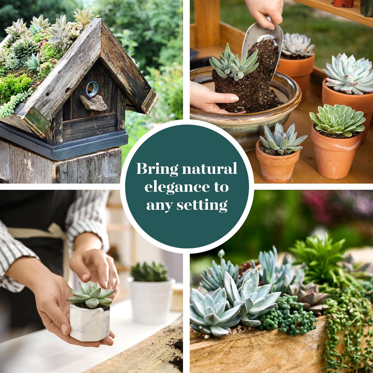 Shop Succulents Blue & Green Succulent Plant Pack Collection - Live Mini Succulent Plants, Low