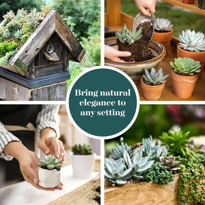 Shop Succulents Blue & Green Succulent Plant Pack Collection - Live Mini Succulent Plants, Low