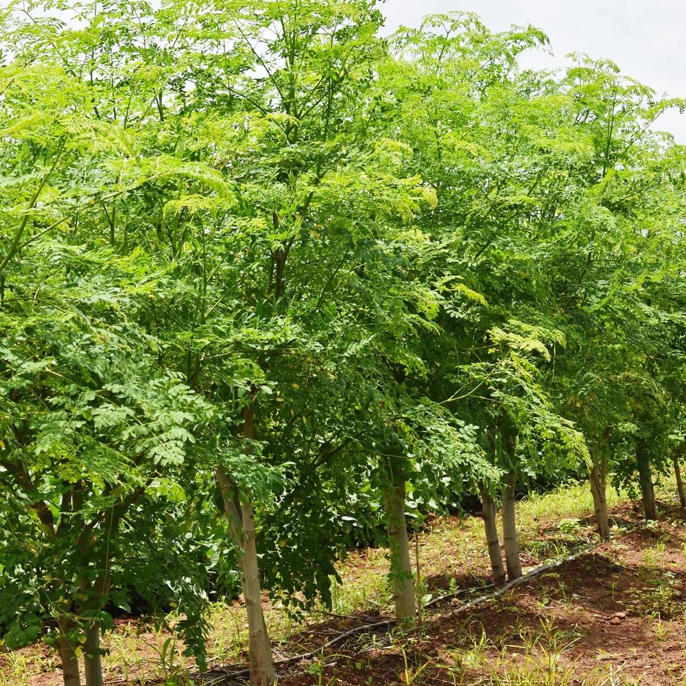 Rare Moringa Seeds - 30 Seeds for Planting | Non-GMO, Heirloom, Fast-Growing Drumstick Tree Seeds |