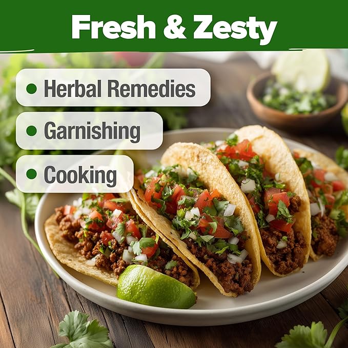 HOME GROWN 𝗨𝗦𝗔 𝗣𝗥𝗘𝗠𝗜𝗨𝗠 500+ Cilantro Seeds (Fast Growing) 𝗡𝗢𝗡-𝗚𝗠𝗢 Heirloom