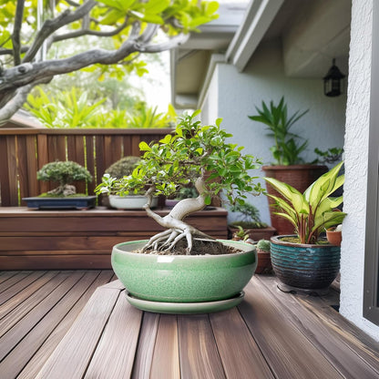 SQOWL Succulent Planter 12 Inch - Ceramic Bonsai Pots with Drainage Hole and Saucer, Large Shallow