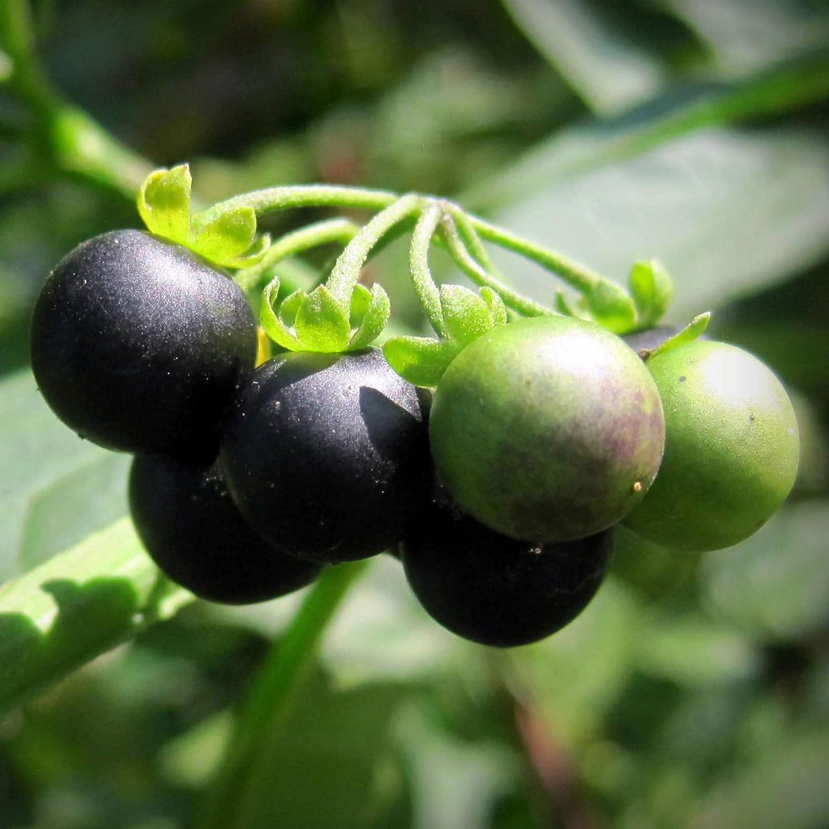 KVITER 50 Black Nightshade Hierba Mora Seeds (Solanum Nigrum) - Nightshade Seed, Heirloom Seed Non