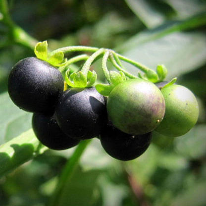 KVITER 50 Black Nightshade Hierba Mora Seeds (Solanum Nigrum) - Nightshade Seed, Heirloom Seed Non
