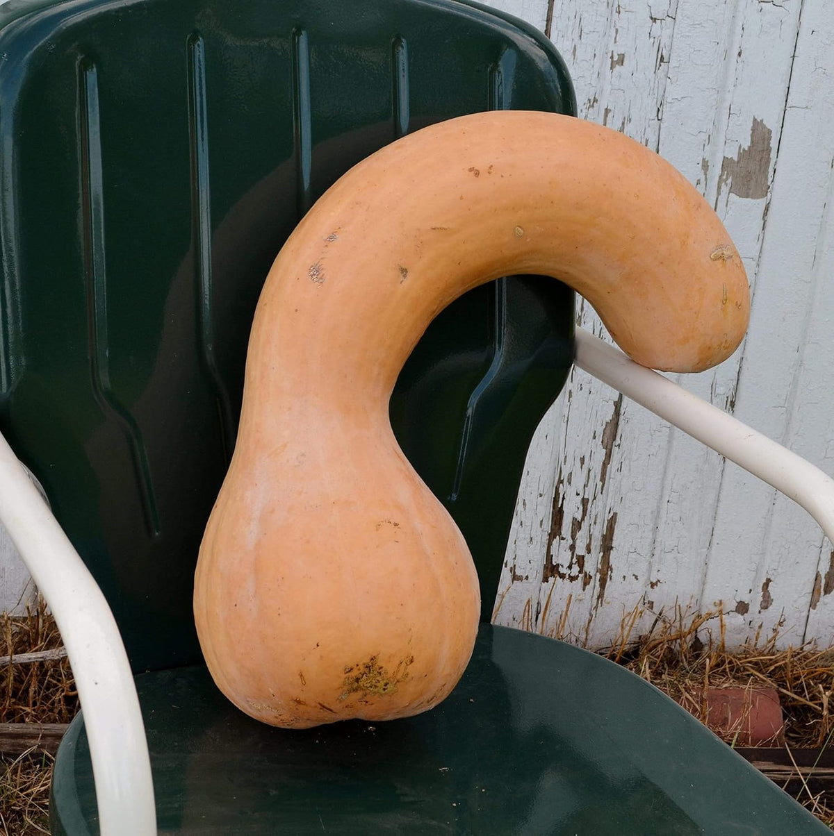 Pennsylvania Dutch Crookneck Squash - 25 Seeds - Heirloom Butternut Squash Variety, Non-GMO Winter