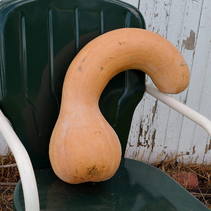 Pennsylvania Dutch Crookneck Squash - 25 Seeds - Heirloom Butternut Squash Variety, Non-GMO Winter