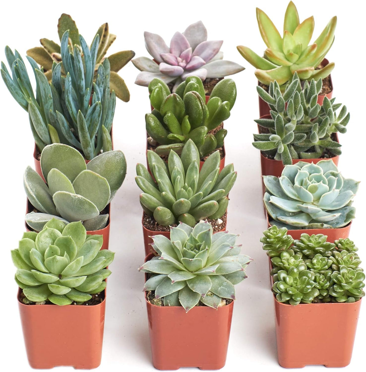 Shop Succulents Unique Succulent Plant Pack Collection - Live Mini Succulent Plants, Low