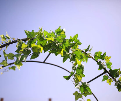 1. GO Steel Garden Arch, 7'8" High x 4'5" Wide, Garden Arbor for Various Climbing Plant, Outdoor