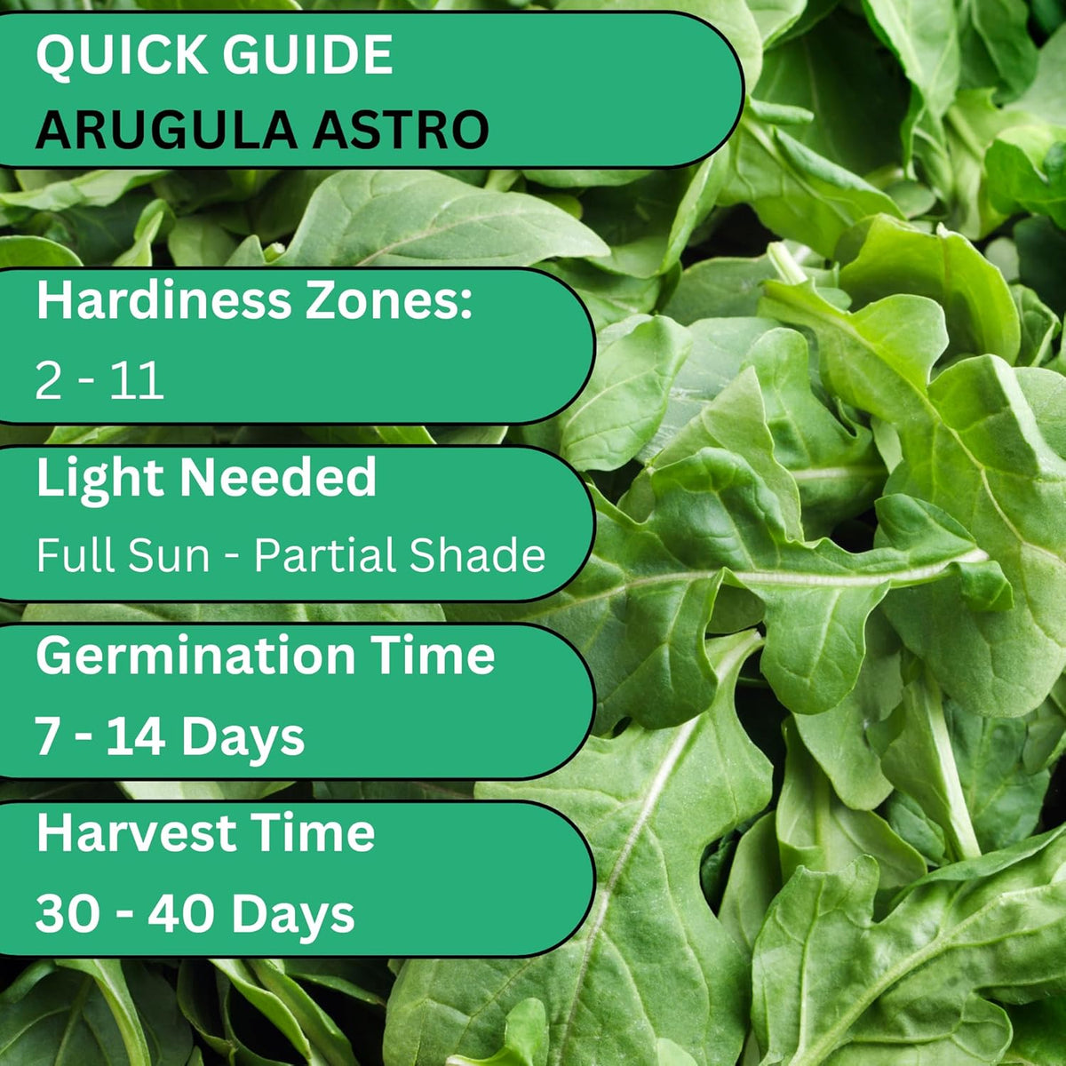 Woods Creek Seeds: Arugula Astro Seeds for Planting - Over 1,300 Heirloom, Non-GMO Arugula Seeds