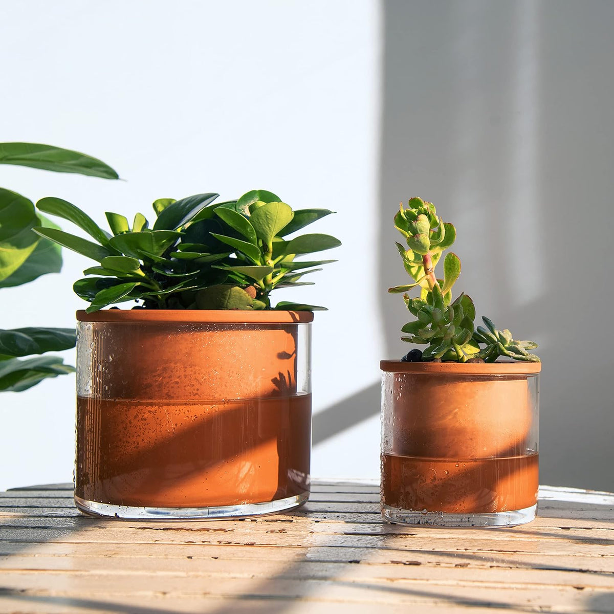 Phoenix Vine 4 Inch Self Watering Plants Pot, Design Terracotta Pot for Plants, Indoor Cylinder