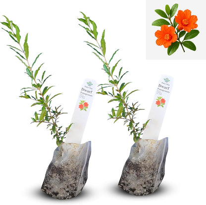 Live Dwarf Pomegranate Plant (Punica Granatum) - Compact, Ornamental Fruit Bearing Shrub