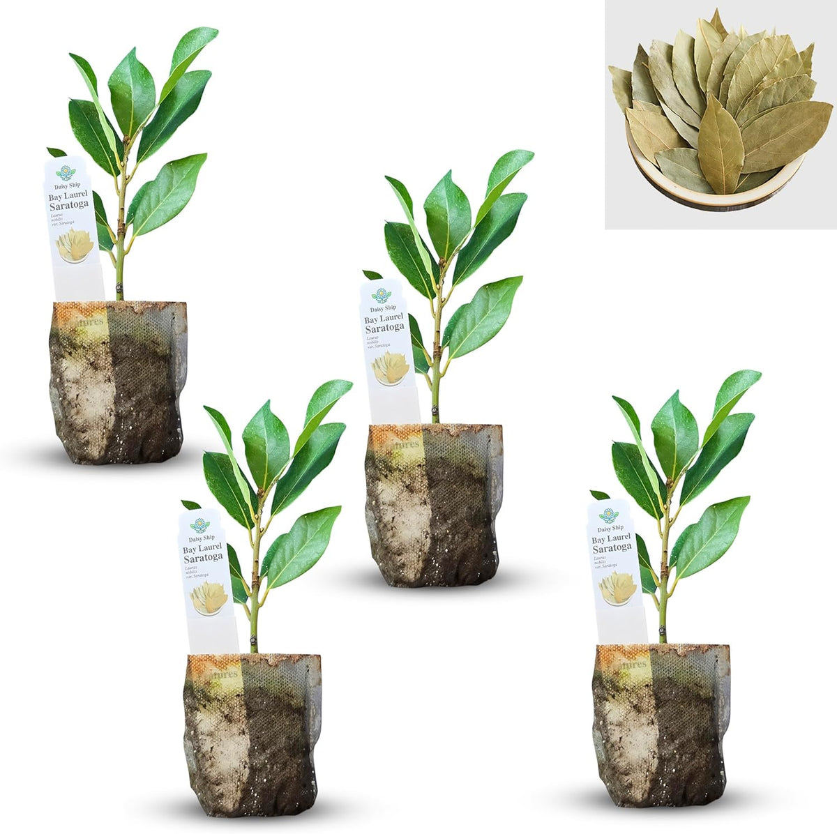 Mediterranean Bay Leaf, Bay Laurel Live Plant. Saratoga/Standard Varieties - Laurus Nobilis.