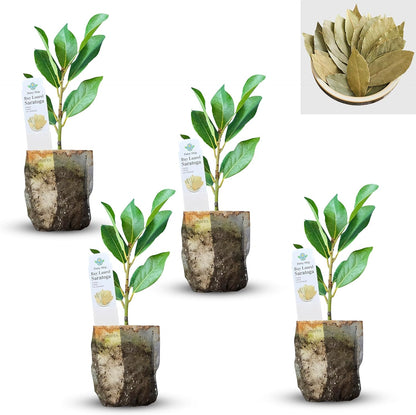 Mediterranean Bay Leaf, Bay Laurel Live Plant. Saratoga/Standard Varieties - Laurus Nobilis.