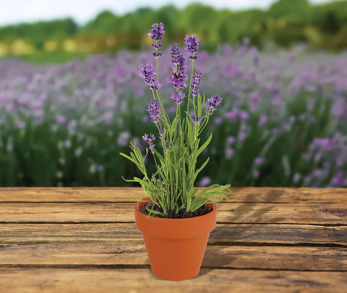 BUZZY Seeds Terracotta Mini Grow Pots | Herb, Plant, Flower Starter Kit for Kids & Adults |