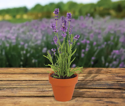 BUZZY Seeds Terracotta Mini Grow Pots | Herb, Plant, Flower Starter Kit for Kids & Adults |