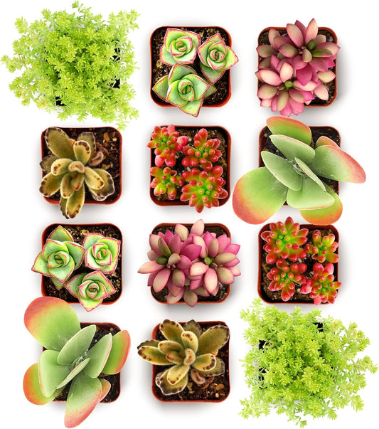 Shop Succulents Endless Summer Succulent Pack Collection - Live Mini Succulent Plants, Low
